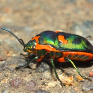 Scutiphora pedicellata at Hackett, ACT - 27 Nov 2018 12:32 PM