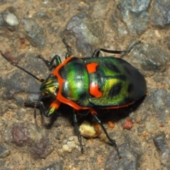 Scutiphora pedicellata at Hackett, ACT - 27 Nov 2018