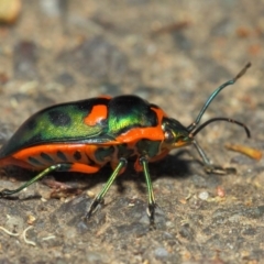 Scutiphora pedicellata at Hackett, ACT - 27 Nov 2018 12:32 PM