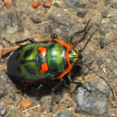 Scutiphora pedicellata at Hackett, ACT - 27 Nov 2018 12:32 PM