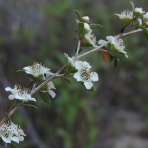 Leptospermum obovatum at Tharwa, ACT - 1 Dec 2018