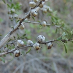 Leptospermum obovatum at Tharwa, ACT - 1 Dec 2018