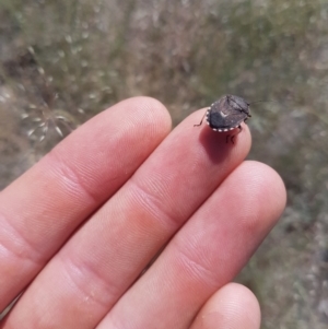 Platycoris rotundatus at Tuggeranong DC, ACT - 7 Dec 2018