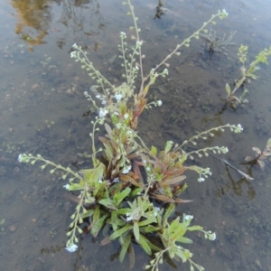 Myosotis laxa subsp. caespitosa at Paddys River, ACT - 1 Dec 2018 08:21 PM