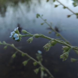 Myosotis laxa subsp. caespitosa at Paddys River, ACT - 1 Dec 2018 08:21 PM