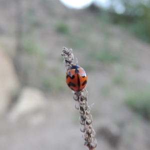 Coccinella transversalis at Tharwa, ACT - 1 Dec 2018 08:40 PM