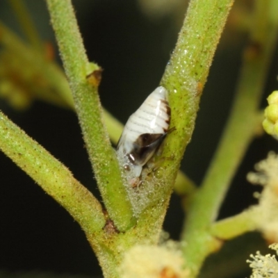 Aphrophorinae (subfamily) (Unidentified spittlebug) at Acton, ACT - 27 Nov 2018 by TimL