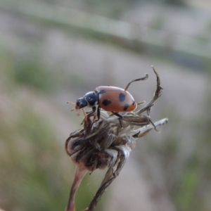 Hippodamia variegata at Tharwa, ACT - 1 Dec 2018