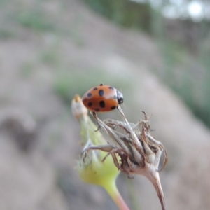 Hippodamia variegata at Tharwa, ACT - 1 Dec 2018