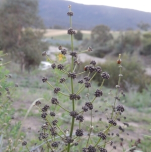 Lomandra multiflora at Tharwa, ACT - 1 Dec 2018 08:54 PM