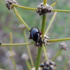 Arsipoda holomelaena (Red-legged flea beetle) at Tharwa, ACT - 1 Dec 2018 by michaelb