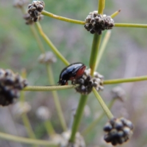 Arsipoda holomelaena at Tharwa, ACT - 1 Dec 2018