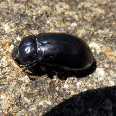 Pachycoelia sp. (genus) (A darkling beetle) at Acton, ACT - 7 Dec 2018 by RodDeb