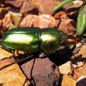 Lamprima aurata at Hackett, ACT - 7 Dec 2018 11:27 AM