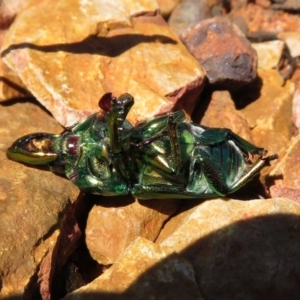 Lamprima aurata at Hackett, ACT - 7 Dec 2018 11:27 AM