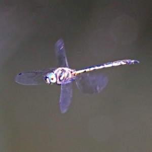 Hemicordulia australiae at Acton, ACT - 7 Dec 2018 10:11 AM