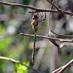 Hemicordulia tau (Tau Emerald) at ANBG - 6 Dec 2018 by RodDeb