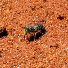 Bembix sp. (genus) (Unidentified Bembix sand wasp) at Canberra Central, ACT - 7 Dec 2018 by RodDeb