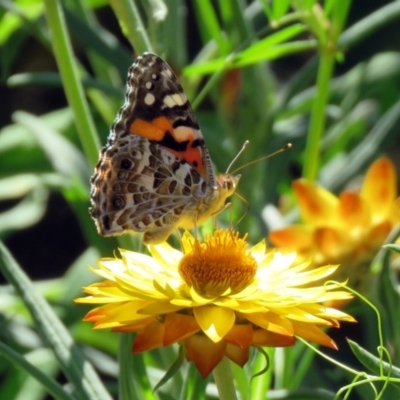 Vanessa kershawi (Australian Painted Lady) at Acton, ACT - 6 Dec 2018 by RodDeb