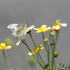 Pieris rapae (Cabbage White) at Acton, ACT - 7 Dec 2018 by RodDeb