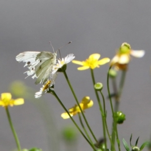 Pieris rapae at Acton, ACT - 7 Dec 2018 12:13 PM