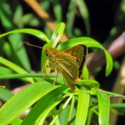 Ocybadistes walkeri (Green Grass-dart) at Acton, ACT - 7 Dec 2018 by RodDeb