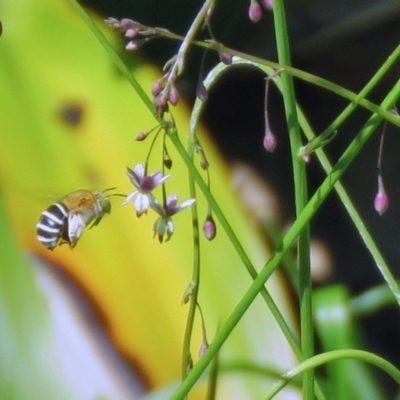 Amegilla sp. (genus) (Blue Banded Bee) at Acton, ACT - 7 Dec 2018 by RodDeb