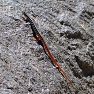 Ctenotus taeniolatus at Acton, ACT - 7 Dec 2018 11:59 AM