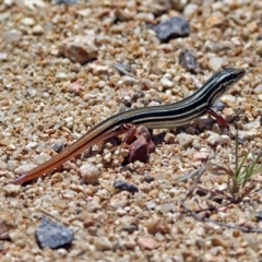 Ctenotus taeniolatus at Acton, ACT - 7 Dec 2018 11:59 AM