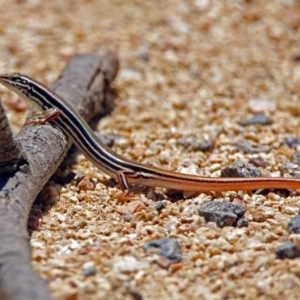 Ctenotus taeniolatus at Acton, ACT - 7 Dec 2018 11:59 AM