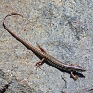 Ctenotus taeniolatus at Acton, ACT - 7 Dec 2018 11:59 AM