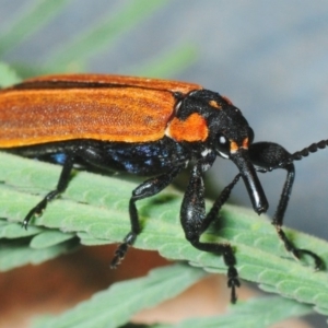 Rhinotia haemoptera at Paddys River, ACT - 7 Dec 2018 10:47 PM