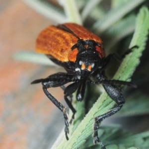 Rhinotia haemoptera at Paddys River, ACT - 7 Dec 2018 10:47 PM