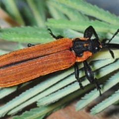 Rhinotia haemoptera at Paddys River, ACT - 7 Dec 2018 10:47 PM