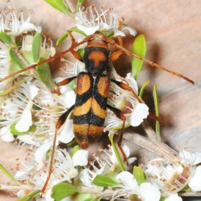 Aridaeus thoracicus (Tiger Longicorn Beetle) at Bullen Range - 7 Dec 2018 by Harrisi