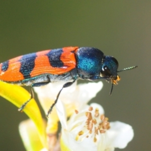 Castiarina crenata at Paddys River, ACT - 7 Dec 2018