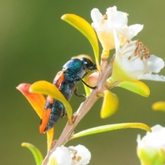 Castiarina crenata at Paddys River, ACT - 7 Dec 2018