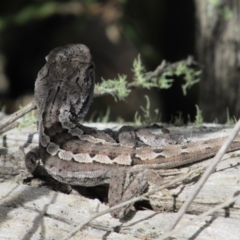 Amphibolurus muricatus (Jacky Lizard) at Molonglo Gorge - 8 Dec 2018 by KShort