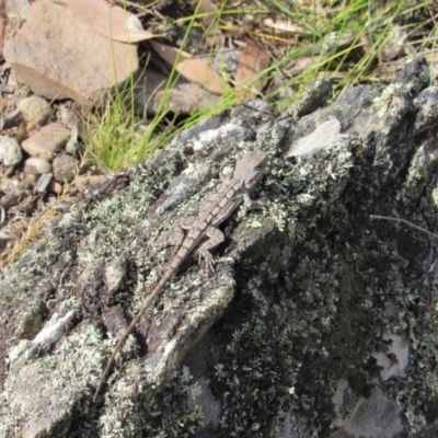 Amphibolurus muricatus (Jacky Lizard) at Molonglo Gorge - 8 Dec 2018 by KShort