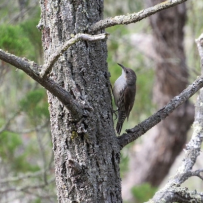 Cormobates leucophaea (White-throated Treecreeper) at Molonglo Gorge - 8 Dec 2018 by KShort