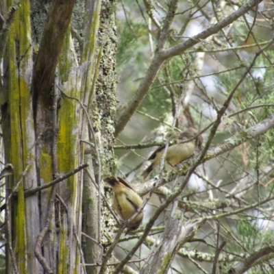 Acanthiza reguloides (Buff-rumped Thornbill) at Molonglo Gorge - 8 Dec 2018 by KShort