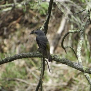 Eopsaltria australis at Kowen, ACT - 8 Dec 2018