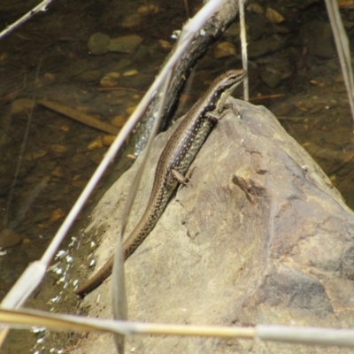 Eulamprus heatwolei (Yellow-bellied Water Skink) at Kowen, ACT - 8 Dec 2018 by KShort