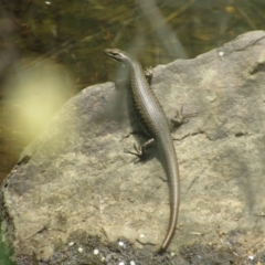 Eulamprus heatwolei at Kowen, ACT - 8 Dec 2018 12:40 PM