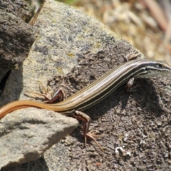 Ctenotus taeniolatus (Copper-tailed Skink) at Carwoola, NSW - 8 Dec 2018 by KShort