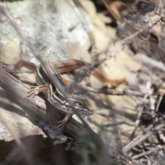 Ctenotus taeniolatus (Copper-tailed Skink) at Kowen, ACT - 8 Dec 2018 by KShort