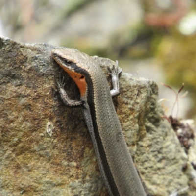 Acritoscincus platynotus (Red-throated Skink) at The Ridgeway, NSW - 8 Dec 2018 by KShort