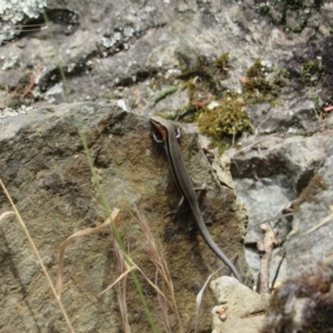 Acritoscincus platynotus at The Ridgeway, NSW - 8 Dec 2018