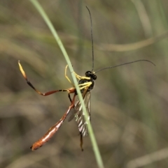 Heteropelma scaposum (Two-toned caterpillar parasite wasp) at Cotter River, ACT - 7 Dec 2018 by Judith Roach