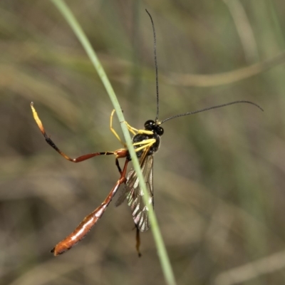 Heteropelma scaposum (Two-toned caterpillar parasite wasp) at Cotter River, ACT - 7 Dec 2018 by Judith Roach